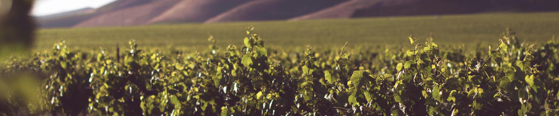 Weinankauf (AT) - Home